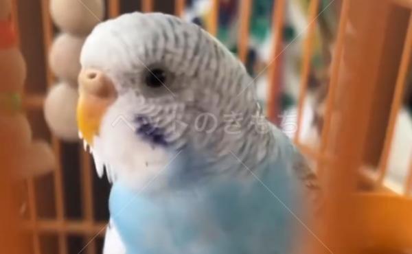 迷子鳥の画像