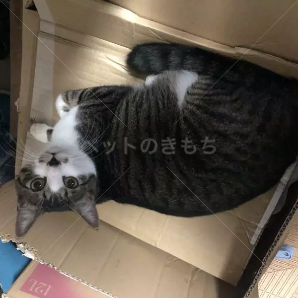 迷子猫の画像