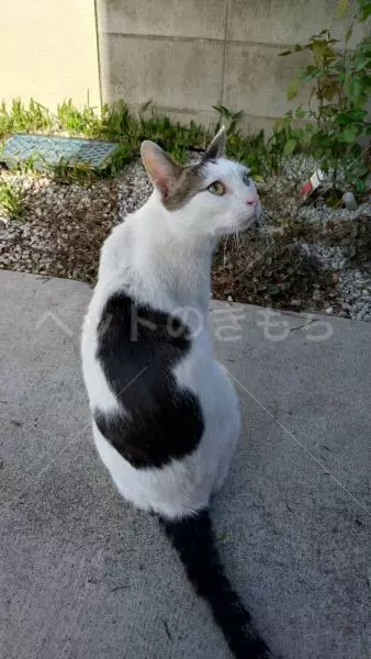 コメントの画像