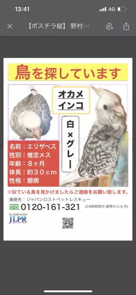 迷子鳥の画像