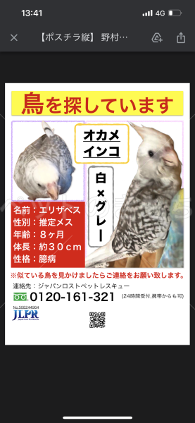 迷子鳥の画像