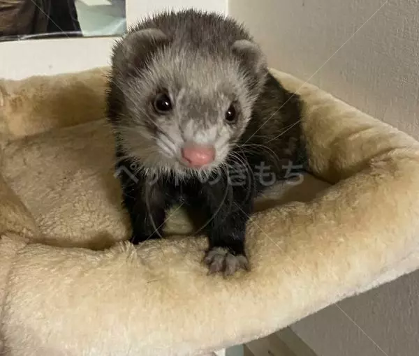 コメントの画像