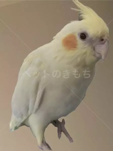迷子鳥の画像
