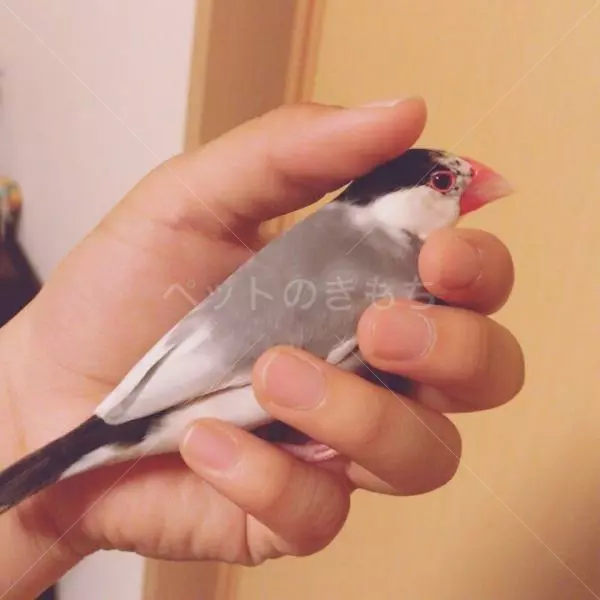 迷子鳥の画像