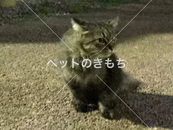 迷子猫の画像