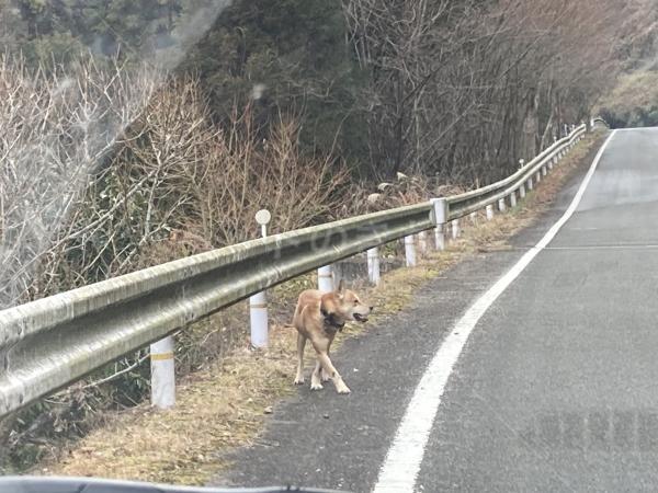 保護犬の画像