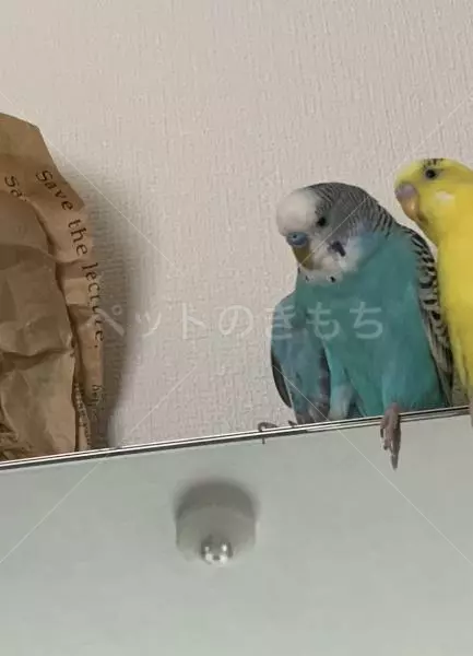 迷子鳥の画像