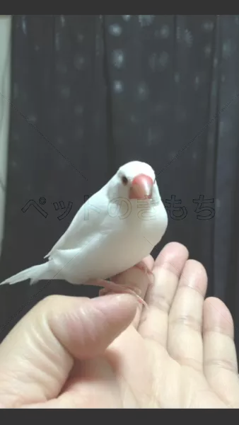 迷子鳥の画像