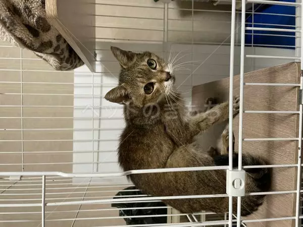 コメントの画像