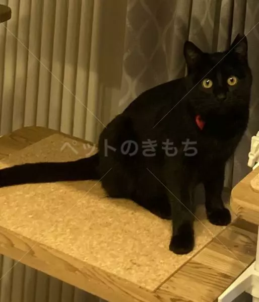 迷子猫の画像