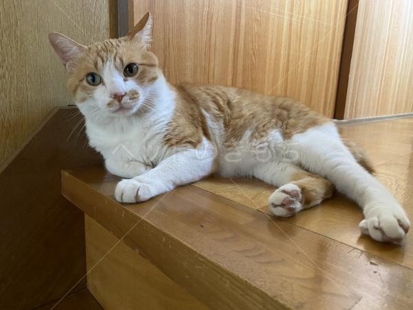 迷子猫の画像