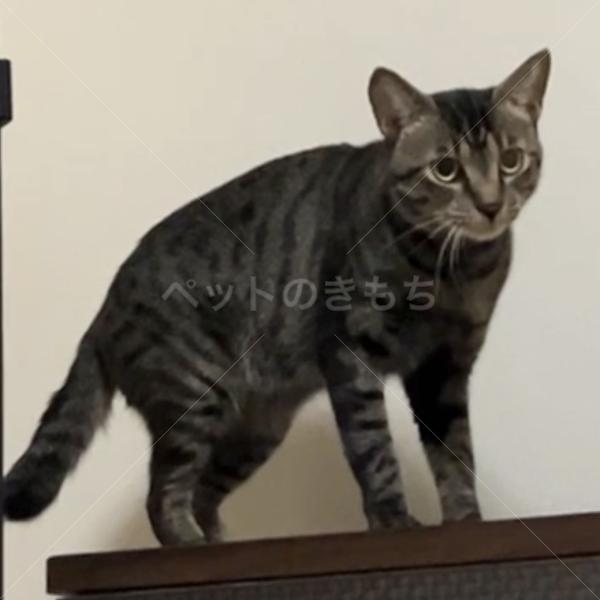 迷子猫の画像