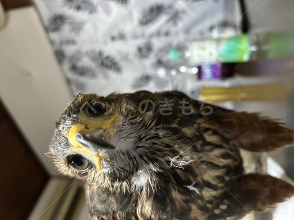 迷子鳥の画像