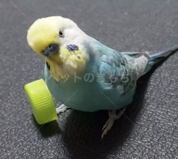 迷子鳥の画像