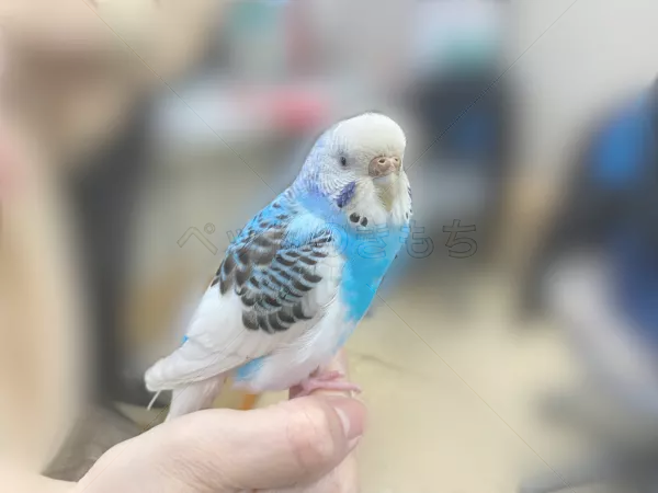 保護鳥の画像