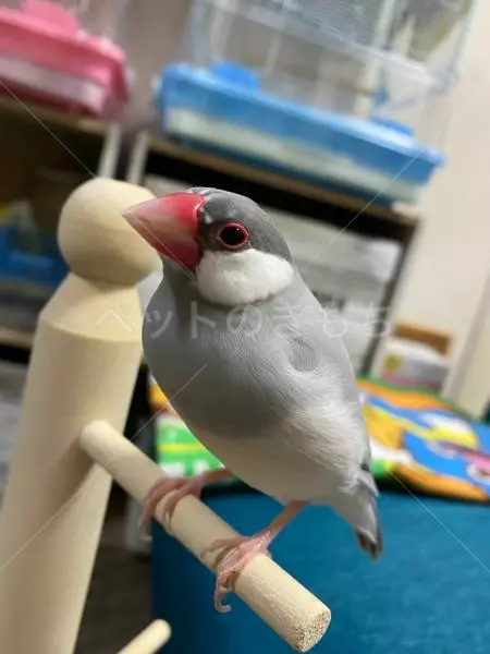 迷子鳥の画像