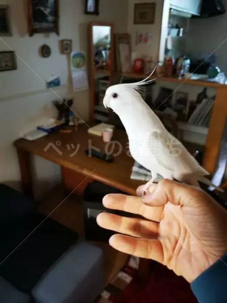 迷子鳥の画像