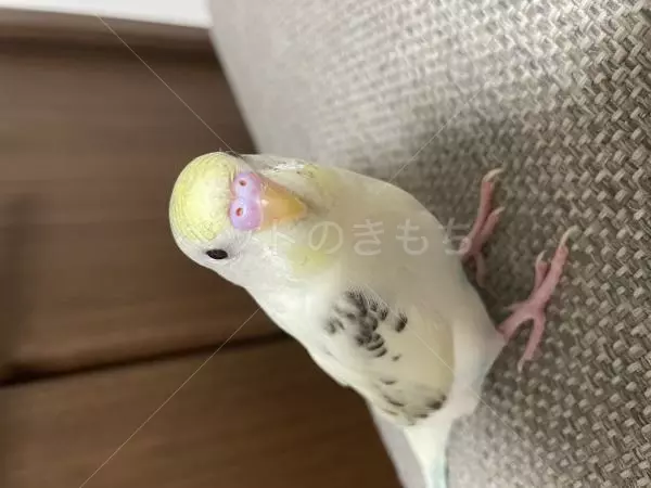 迷子鳥の画像