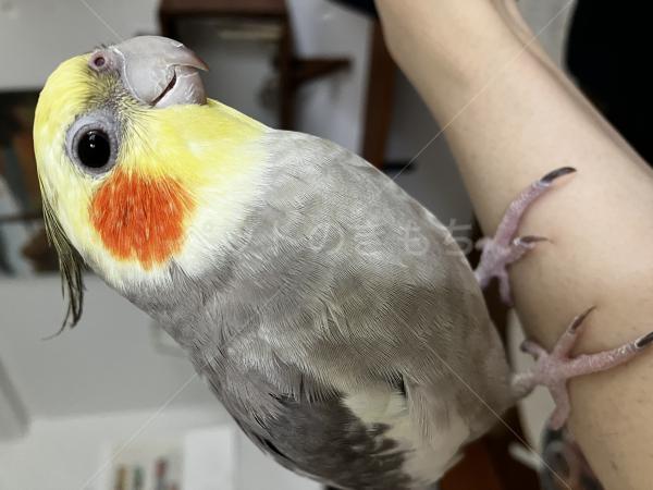 迷子鳥の画像