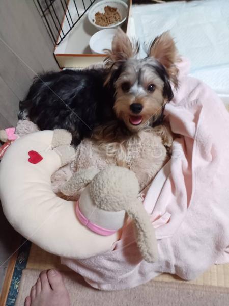 迷子犬の画像