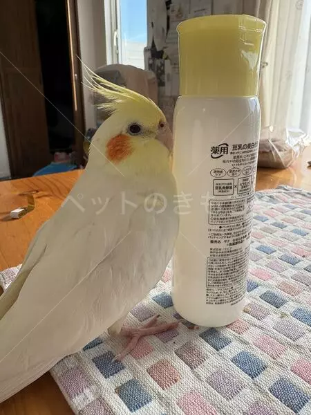 迷子鳥の画像