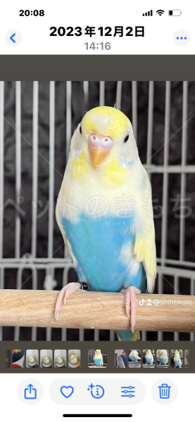 迷子鳥の画像