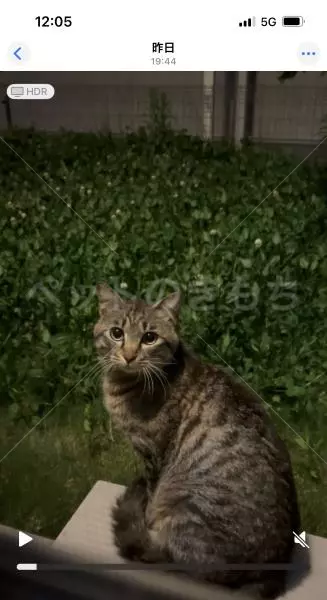 コメントの画像