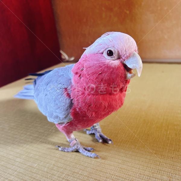 迷子鳥の画像