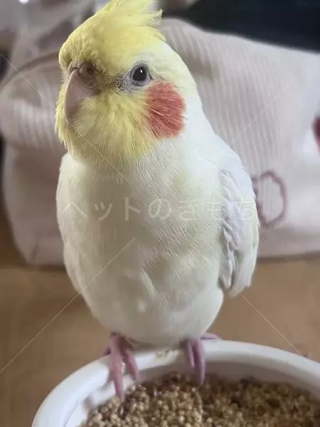 迷子鳥の画像