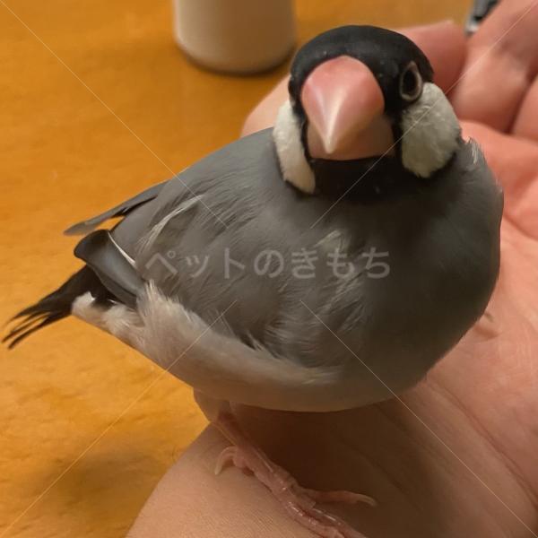 迷子鳥の画像