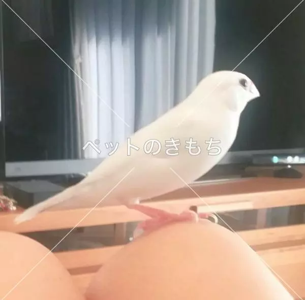 迷子鳥の画像