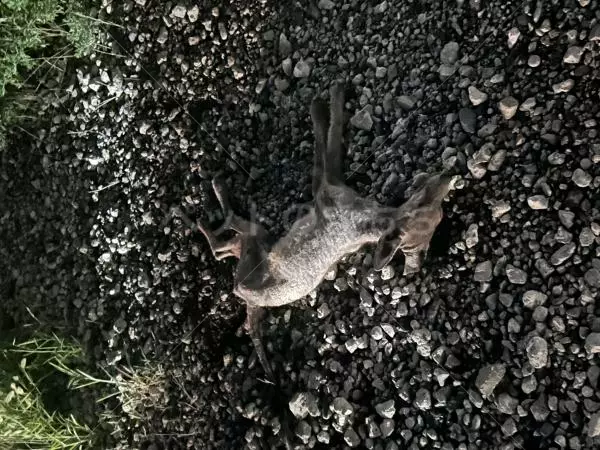 コメントの画像