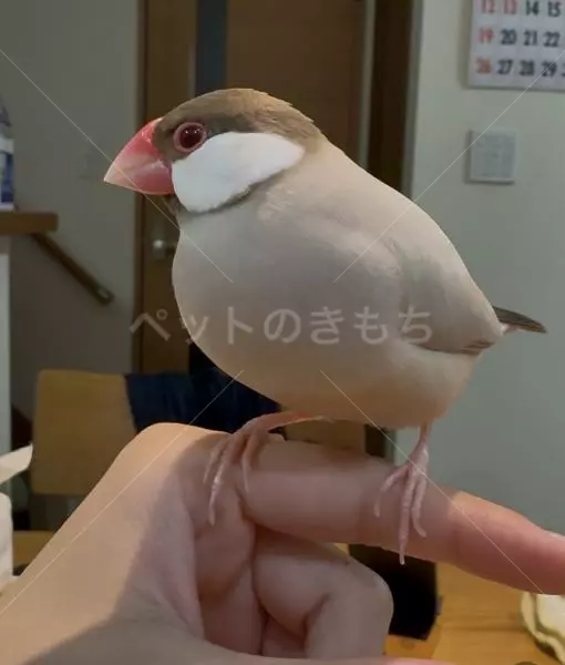 迷子鳥の画像