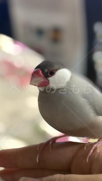 迷子鳥の画像