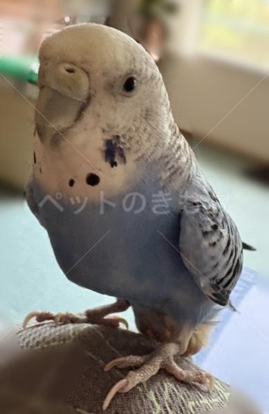 迷子鳥の画像