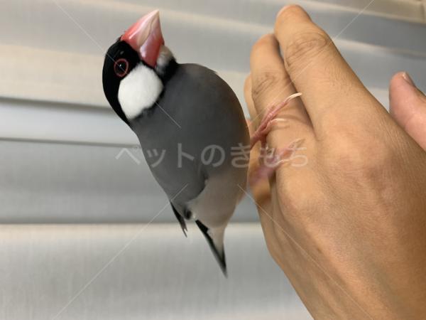 迷子鳥の画像