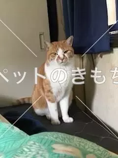 迷子猫の画像