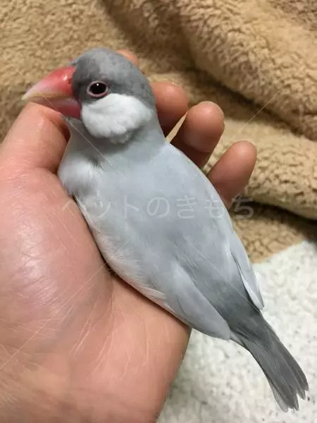 迷子鳥の画像