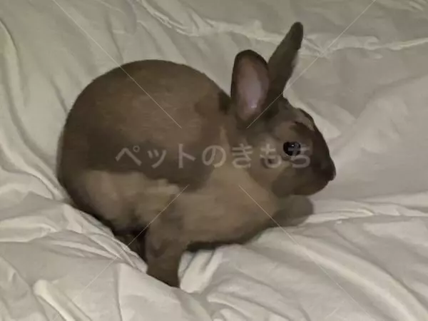 迷子ペットの画像