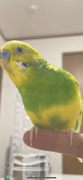 迷子鳥の画像