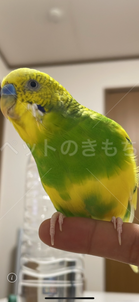 迷子鳥の画像