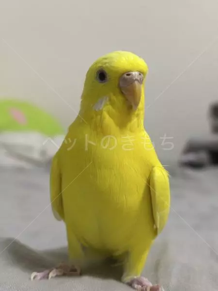 迷子鳥の画像