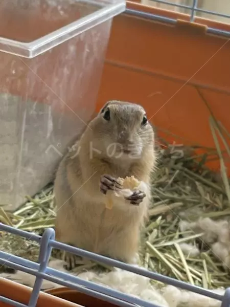 迷子ペットの画像