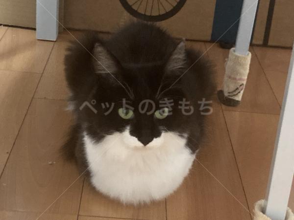 迷子猫の画像