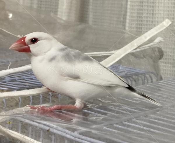 迷子鳥の画像