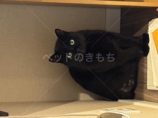 迷子猫の画像
