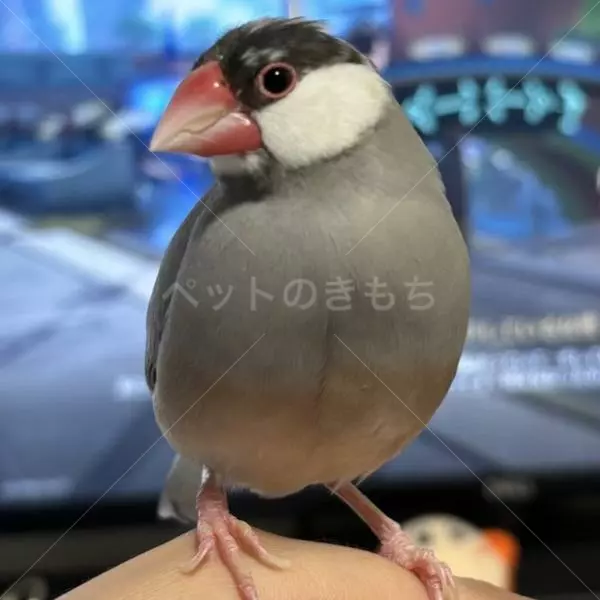 迷子鳥の画像