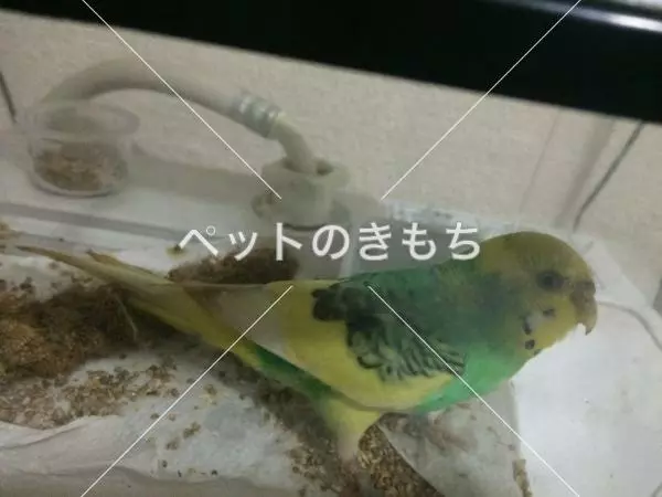 保護鳥の画像