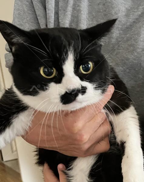 迷子猫の画像