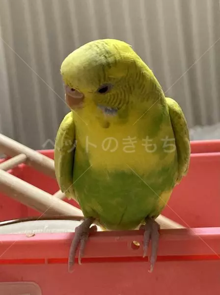 迷子鳥の画像